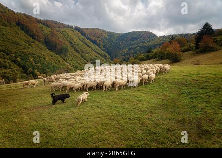 Troupeau de moutons sur un beau pré de montagne. Banque D'Images