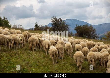 Troupeau de moutons sur un beau pré de montagne. Banque D'Images