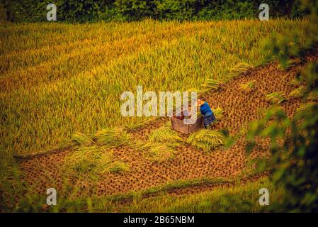 Les agricultrices récoltent du riz dans un champ au coucher du soleil à Mu Cang Chai, dans le nord-ouest du Vietnam. Banque D'Images