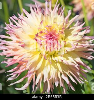 Dahlias à fleurs dans le jardin Banque D'Images