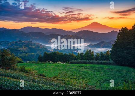 Mt. Fuji avec champ de thé vert au lever du soleil à Shizuoka, au Japon. Banque D'Images