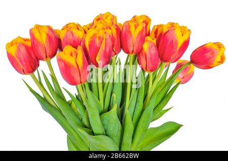 Bouquet de printemps frais de rouge avec tulipes jaunes sur fond blanc isolé. Fleurs rouges vives avec bords jaunes de pétales. Fleur de printemps Banque D'Images