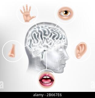 Cinq Sens Cerveau Humain Tête Visage Ai Concept Illustration de Vecteur