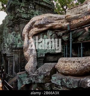 Ta Prohm, aujourd'hui envahie par de grands arbres de la forêt environnante, était un ancien temple bouddhiste et un site de pèlerinage, toujours considéré comme tel par des moines bouddhistes aujourd'hui, même parmi tout le tourisme, Angkor Wat. Banque D'Images