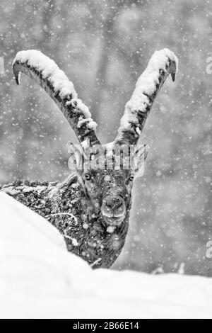 Portrait d'Ibex sous flocons de neige (Capra ibex) Banque D'Images