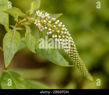 Macro de grappe de fleurs de gooseneck loosestrife (Lysimachia clethroides) Banque D'Images