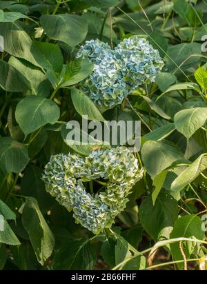 bleu hydragea fleur grappe coeur en forme de coeur Banque D'Images