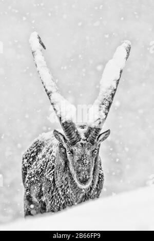 Superbe portrait de l'ibex alpin sous la tempête de neige (Capra ibex) Banque D'Images