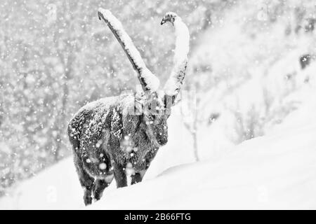 Superbe portrait de l'ibex alpin sous la tempête de neige (Capra ibex) Banque D'Images