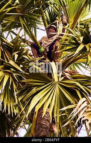 Cambodge, Siam Reap traditionnel Anmong Risei village de potter, un homme monte sur un palmier pour recueillir le jus de l'arbre afin de faire du sucre et de l'alcool Banque D'Images