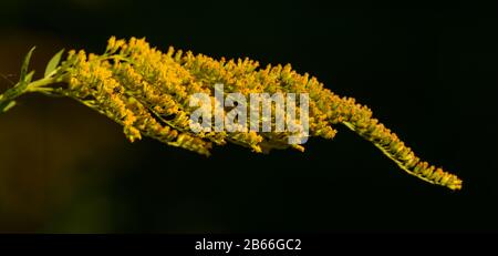 inflorescence jaune de la tige d'or ou de la tige géante (solidago gigantea), détails sur le noir Banque D'Images