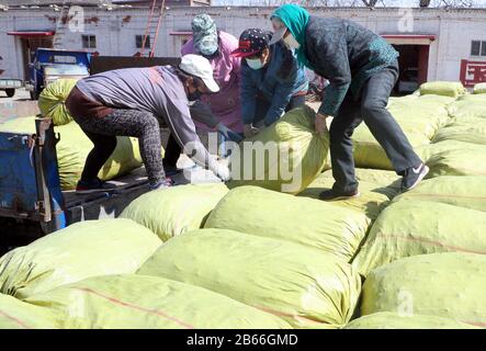 Hebei, Hebei, Chine. 10 mars 2020. Hebei, CHINE-10 mars 2020, dans le comté de Jingxing, province de Hebei, une coopérative chinoise de plantation de plantes médicinales (jingxing qiao zhi coopérative chinoise de plantation de plantes) plantée dans le domaine chinois de la phytothérapie, les agriculteurs désherbent, font, une scène animée.Récemment, tout en empêchant et contrôlant la nouvelle épidémie de pneumonie, la coopérative professionnelle a résolu le problème de plus de 100 travailleurs dans les villages voisins, ce qui a permis de conduire efficacement le revenu constant de la population locale. Crédit: Sipa Asia/Zuma Wire/Alay Live News Banque D'Images