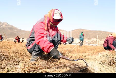 Hebei, Hebei, Chine. 10 mars 2020. Hebei, CHINE-10 mars 2020, dans le comté de Jingxing, province de Hebei, une coopérative chinoise de plantation de plantes médicinales (jingxing qiao zhi coopérative chinoise de plantation de plantes) plantée dans le domaine chinois de la phytothérapie, les agriculteurs désherbent, font, une scène animée.Récemment, tout en empêchant et contrôlant la nouvelle épidémie de pneumonie, la coopérative professionnelle a résolu le problème de plus de 100 travailleurs dans les villages voisins, ce qui a permis de conduire efficacement le revenu constant de la population locale. Crédit: Sipa Asia/Zuma Wire/Alay Live News Banque D'Images