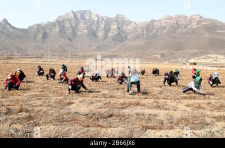 Hebei, Hebei, Chine. 10 mars 2020. Hebei, CHINE-10 mars 2020, dans le comté de Jingxing, province de Hebei, une coopérative chinoise de plantation de plantes médicinales (jingxing qiao zhi coopérative chinoise de plantation de plantes) plantée dans le domaine chinois de la phytothérapie, les agriculteurs désherbent, font, une scène animée.Récemment, tout en empêchant et contrôlant la nouvelle épidémie de pneumonie, la coopérative professionnelle a résolu le problème de plus de 100 travailleurs dans les villages voisins, ce qui a permis de conduire efficacement le revenu constant de la population locale. Crédit: Sipa Asia/Zuma Wire/Alay Live News Banque D'Images