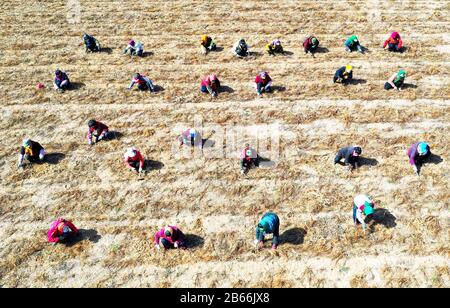 Hebei, Hebei, Chine. 10 mars 2020. Hebei, CHINE-10 mars 2020, dans le comté de Jingxing, province de Hebei, une coopérative chinoise de plantation de plantes médicinales (jingxing qiao zhi coopérative chinoise de plantation de plantes) plantée dans le domaine chinois de la phytothérapie, les agriculteurs désherbent, font, une scène animée.Récemment, tout en empêchant et contrôlant la nouvelle épidémie de pneumonie, la coopérative professionnelle a résolu le problème de plus de 100 travailleurs dans les villages voisins, ce qui a permis de conduire efficacement le revenu constant de la population locale. Crédit: Sipa Asia/Zuma Wire/Alay Live News Banque D'Images