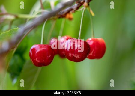 Vue rapprochée des cerises biologiques juteuses qui poussent sur la branche. Image Banque D'Images