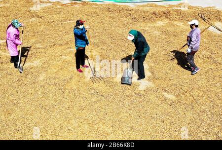 Hebei, Hebei, Chine. 10 mars 2020. Hebei, CHINE-10 mars 2020, dans le comté de Jingxing, province de Hebei, une coopérative chinoise de plantation de plantes médicinales (jingxing qiao zhi coopérative chinoise de plantation de plantes) plantée dans le domaine chinois de la phytothérapie, les agriculteurs désherbent, font, une scène animée.Récemment, tout en empêchant et contrôlant la nouvelle épidémie de pneumonie, la coopérative professionnelle a résolu le problème de plus de 100 travailleurs dans les villages voisins, ce qui a permis de conduire efficacement le revenu constant de la population locale. Crédit: Sipa Asia/Zuma Wire/Alay Live News Banque D'Images