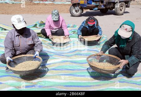 Hebei, Hebei, Chine. 10 mars 2020. Hebei, CHINE-10 mars 2020, dans le comté de Jingxing, province de Hebei, une coopérative chinoise de plantation de plantes médicinales (jingxing qiao zhi coopérative chinoise de plantation de plantes) plantée dans le domaine chinois de la phytothérapie, les agriculteurs désherbent, font, une scène animée.Récemment, tout en empêchant et contrôlant la nouvelle épidémie de pneumonie, la coopérative professionnelle a résolu le problème de plus de 100 travailleurs dans les villages voisins, ce qui a permis de conduire efficacement le revenu constant de la population locale. Crédit: Sipa Asia/Zuma Wire/Alay Live News Banque D'Images