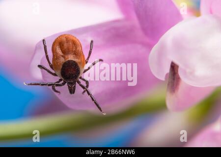 La tiche de cerf est sur la fleur de trèfle rose. Ixodes ricinus ou scapularis. Trifolium. Femelle acariens rampant sur la fleur de trèfle. Maladies transmises par les tiques. Banque D'Images