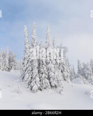 Paysage de Noël d'hiver avec sapins de neige couverts de givre avec ciel bleu Banque D'Images