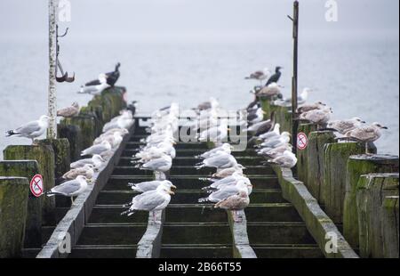 10 mars 2020, Schleswig-Holstein, Lübeck-Travemünde: De nombreux mouettes s'assoient sur une jetée sur la plage de la mer Baltique. Photo : Daniel Bockwoldt/Dpa Banque D'Images