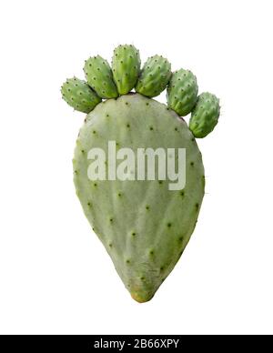 Pirier vert opuntia cactus paw avec les doigts isochés sur fond blanc. Concept de maladie des pieds douloureux barbelés Banque D'Images