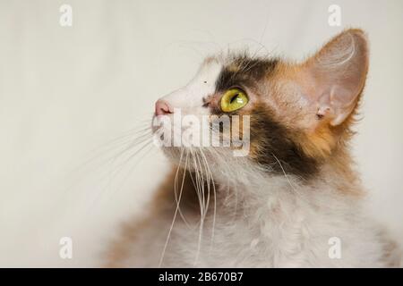 Photo studio d'une femelle la Perm Cat Banque D'Images