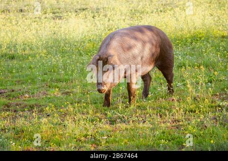 Portrait de cochon dans la prairie, Estrémadure, Espagne Banque D'Images