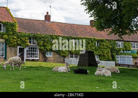 Hutton-le-Hole est un petit village traditionnel de Yorkshire Stone avec des moutons roaming libre de pâturage. Le village est populaire auprès des touristes dans le nord de York Banque D'Images