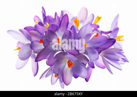 bande de crocuses sur fond blanc Banque D'Images