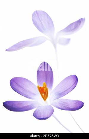 deux crocuses sur fond blanc Banque D'Images