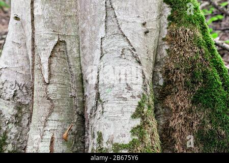 écorce et racines de sycomore Banque D'Images