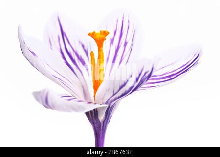 crocus bleu et blanc sur fond blanc Banque D'Images