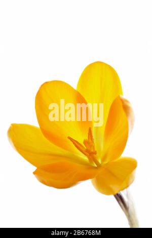 crocus jaune sur fond blanc Banque D'Images