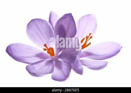 deux crocuses sur fond blanc Banque D'Images