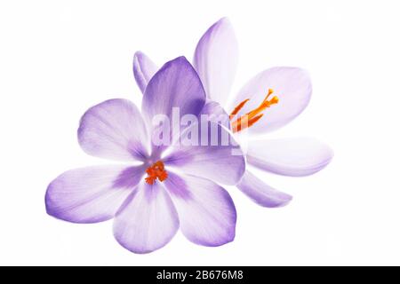 deux crocuses sur fond blanc Banque D'Images
