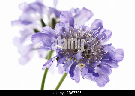 Tête de fleur Scabiosa sur fond blanc Banque D'Images