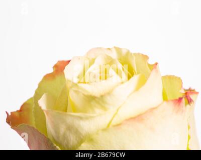 Une partie d'une fleur d'une seule rose en haute clé avec espace de copie Banque D'Images