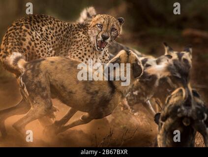 Cette Rencontre entre un Cheetah (Acinonyx jubatus) et un pack de chiens sauvages africains (Lycaon pictus) a été photographiée dans la Réserve de jeux privée de Zimange. Banque D'Images