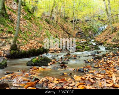 Chute d'automne avec paysage de feuillage parc national de bolu yedigoller, Bolu Turquie. Banque D'Images