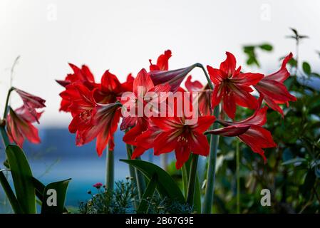 Buisson de l'Hippeastrum rouge en pleine floraison Banque D'Images