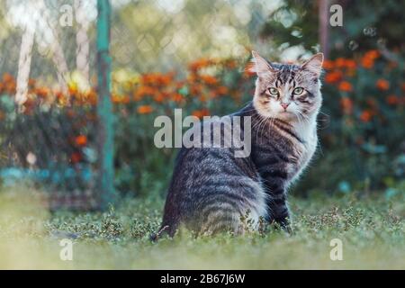 magnifique chat se trouve dans l'herbe parmi les fleurs Banque D'Images