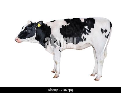 Vache noire et blanche à pois pleine longueur isolée sur blanc. Vache gros plan. Animal de ferme Banque D'Images