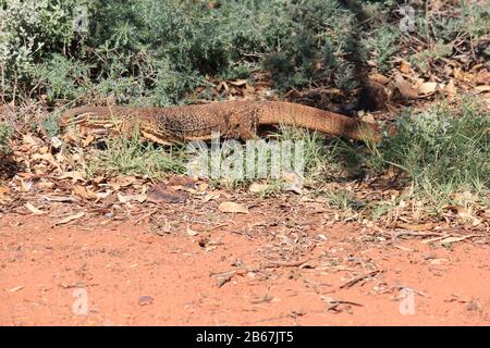 Un grand lézard dans les fléaux de l'Australie Banque D'Images