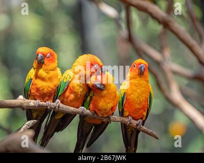 Libre Groupe de perroquet Conure Soleil perché sur la branche isolé sur fond Banque D'Images