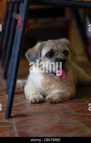 Gros plan sur un chiot mignon Banque D'Images