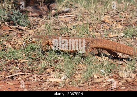 Un grand lézard dans les fléaux de l'Australie Banque D'Images