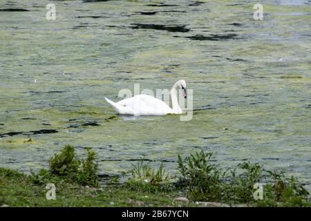 Un cygne muet négocie une floraison d'algues sur un étang de la faune, maintenant étouffé avec la chaux, dans la campagne britannique. Banque D'Images