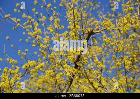 un mas de cornus fleuri au printemps, de minuscules fleurs jaunes de l'arbuste européen de cornel Banque D'Images