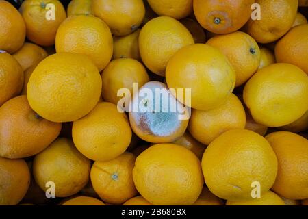 Un Rotten orange entre l'arrière-plan normal des oranges Banque D'Images